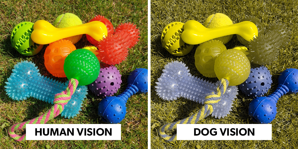 Are Dogs Color Blind The Surprising Truth